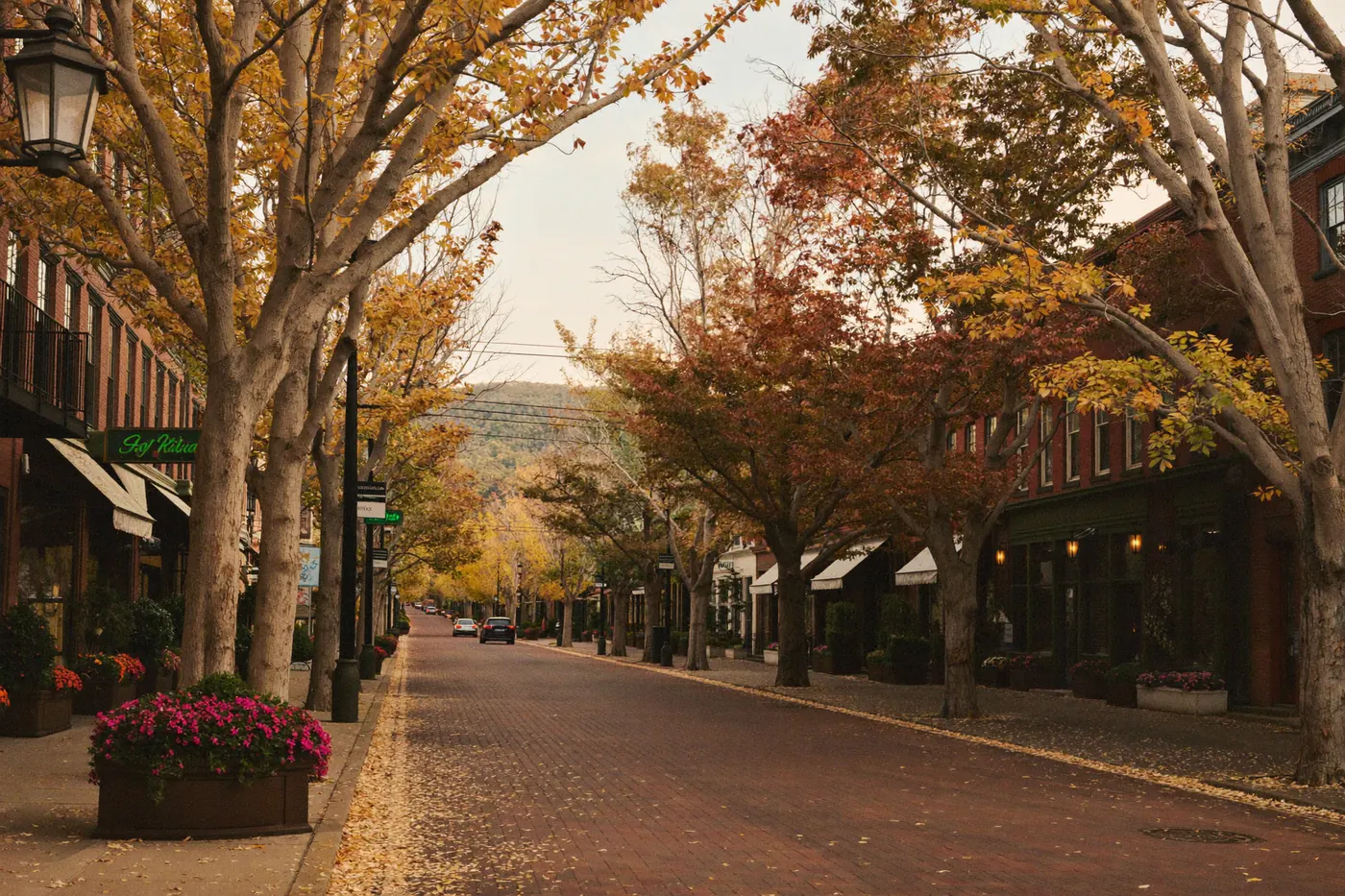 A tree lined brick street of low historic storefronts in Old Town Fort Collins